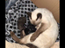 Siamese X British shorthaired kittens available. Payment plan accepted till ready.