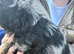 5 beautiful merl puppies
