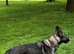 German Shepherd Female