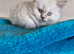 British short haired cross kitten for sale