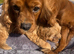 Cavapoo pups love homes only