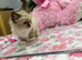 Ready now for loving forever homes