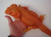 BEARDED DRAGON sub adult/adult wanted