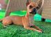 Chinese crested /chihuahua