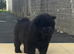 REDUCED 3 KC REGISTERED CHOW CHOW PUPPIES – CARDIFF