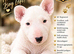 Beautiful English Bull Terrier Puppies