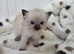 RAGDOLLS KITTENS.