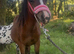 Super welsh section a yearling filly