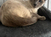 Siamese cross ragdoll