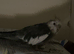 Cockatiels