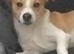 Handsome jack Russell two year old boy