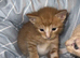 4 week old kittens looking for their home!!!