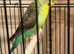 Budgies