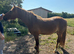 Lovely 3 year old for sale