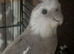 Derbyshire parrot sanctuary