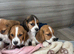Beagle puppys