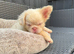 French bulldog full fluffy boy