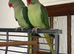 Bonded Breeding Pair of Alexandrine Parrots + Large Cage