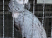 African grey for rehoming