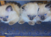 3 beautiful Ragdoll kittens are available for sale