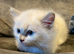 X2 beautiful pure breed ragdoll kittens x1 male x1 female