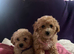Cavachon x toy poodle puppies