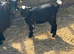 Pygmy female goat kids