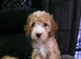 READY NOW - 2 Gorgeous Female Cockapoo Puppies Remaining