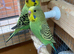 Baby budgies 9-10 weeks old