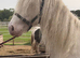 Big cremello filly