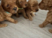 READY TO LEAVE FOR THEIR FOREVER HOMES REDUCED Exquisite Red Fox F1b Toy Cockapoo puppies looking for their forever homes