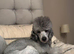 STUD KC silver miniature poodle