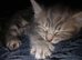 2 kittens female