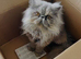 Pedigree Persian Female