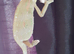 Veiled chameleons