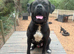 Rome- Dogue de Bordeaux x cane corso