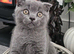 2 Beautiful Scottish Fold And Straight Ear Kittens