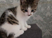 Kittens for Sale