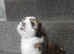 Lhasa apso puppys