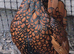 Sebright hatching eggs