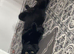 2 males needing a home