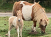 SPSBS Palomino and White colt