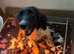 Springer Spaniel Puppies ready to go
