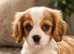 *Ready* Cavalier King Charles