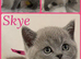 Gorgeous British Shorthair Kittens - BSH - GCCF