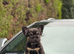 Unique french bulldog pups all priced differently