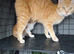 Kittens for sale