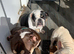 English bulldog boy
