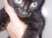7 kittens for sale