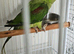 Green split blue alexandrine male